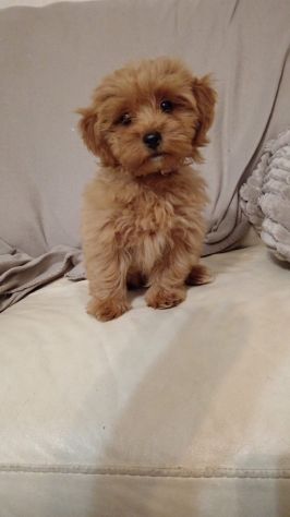 Cucciola di Maltipoo Apricot