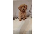 Cucciola di Maltipoo Apricot