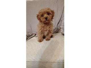 Cucciola di Maltipoo Apricot