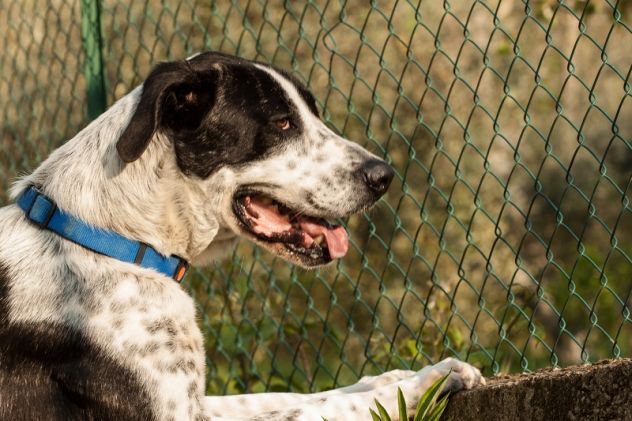 RINGO, stupendo cucciolone - Foto 8