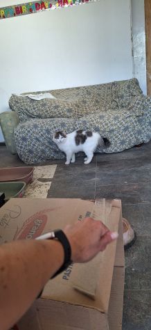 Dafne meravigliosa gattina bianca e grigia - Foto 3