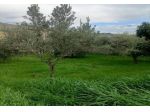 Uliveto in vendita a San Benedetto del Tronto