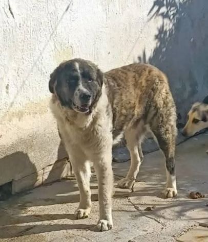 ARTHUR MIX SAN BERNARDO 18 MESI 40 kg ORA E’ IN CANILE