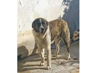 ARTHUR MIX SAN BERNARDO 18 MESI 40 kg ORA E’ IN CANILE