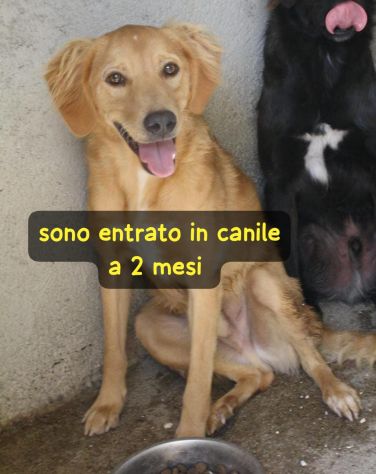BLONDE 2 ANNI taglia media - Foto 3