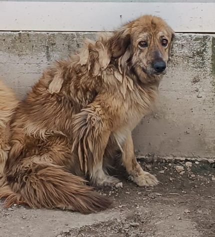 MERLINO E ANACLETO FRATELLI INSEPARABILI CANI IN ADOZIONE DI COPPIA - Foto 7