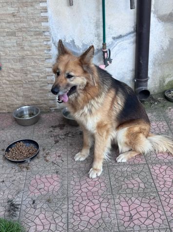 LAICA 3 ANNI SIMIL PASTORE TEDESCO PELO LUNGO STA SEMPRE SOLA LEGATA IN CAMPAGNA - Foto 6