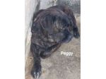 PONGO E PEGGY MERAVIGLIOSI, MERITANO UNA CASA; CANI IN ADOZIONE