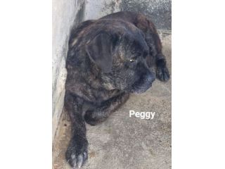 PONGO E PEGGY MERAVIGLIOSI, MERITANO UNA CASA; CANI IN ADOZIONE