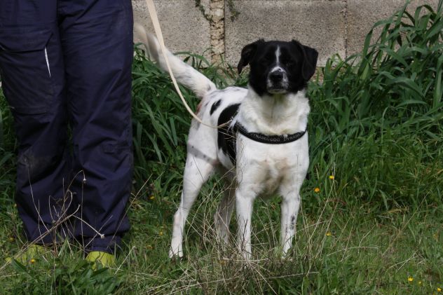 Se cerchi un amico sincero e fedele, devi adottare un cane e Pedro è tuo amico. - Foto 3