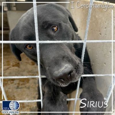SIRIUS FANTASTICO MIX LABRADOR CANE IN ADOZIONE - Foto 10