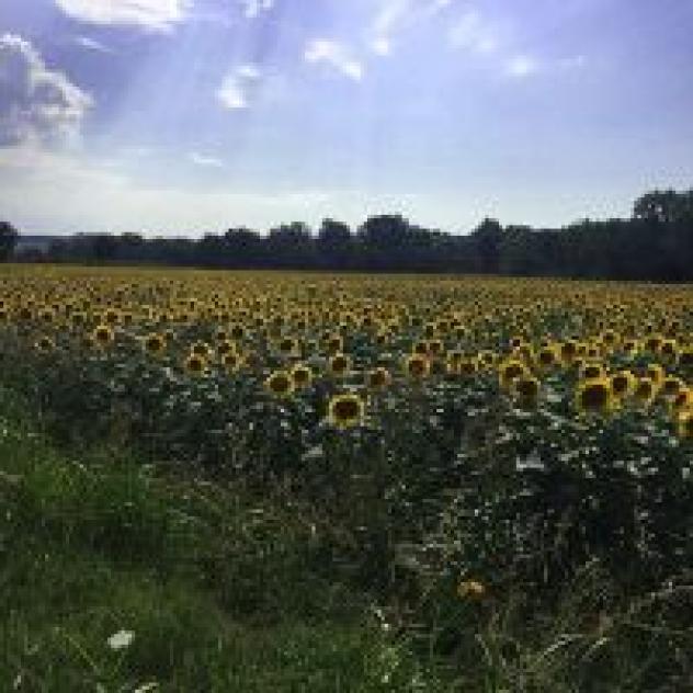 Azienda Agricola Casanova Societa' Agricola - Societa' Semplice di Nardini Ivana & C. - Foto 3