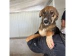 CUCCIOLI IN ADOZIONE: JOHNNY ADORABILE LUPETTO