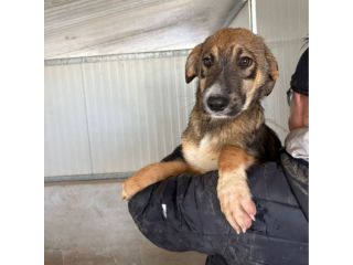 CUCCIOLI IN ADOZIONE: JOHNNY ADORABILE LUPETTO