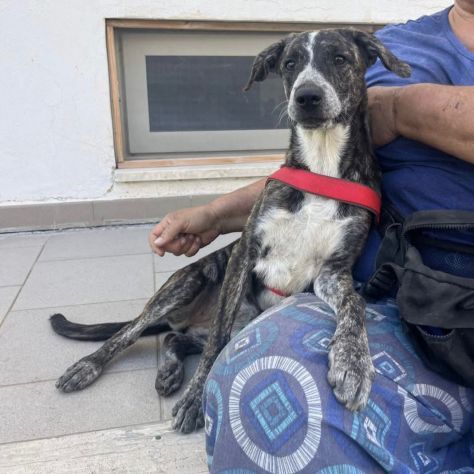 ELSA SPLENDIDA CUCCIOLA IN ADOZIONE - Foto 3