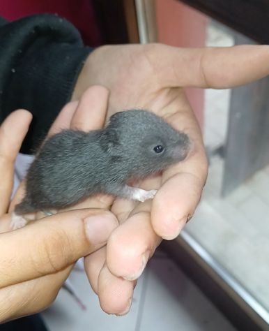 Cuccioli criceti - Foto 2
