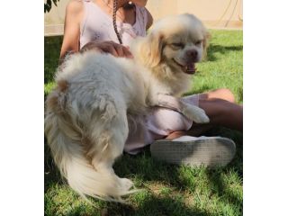 Paco: taglia piccola, dolce e socievole con tutti