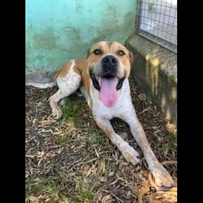 CASPER ALLERGRO E SOCIEVOLE; CANE IN ADOZIONE - Foto 4