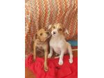 Cuccioli taglia piccola cercano casa