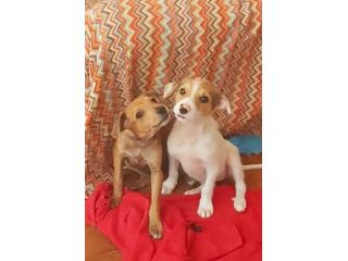 Cuccioli taglia piccola cercano casa