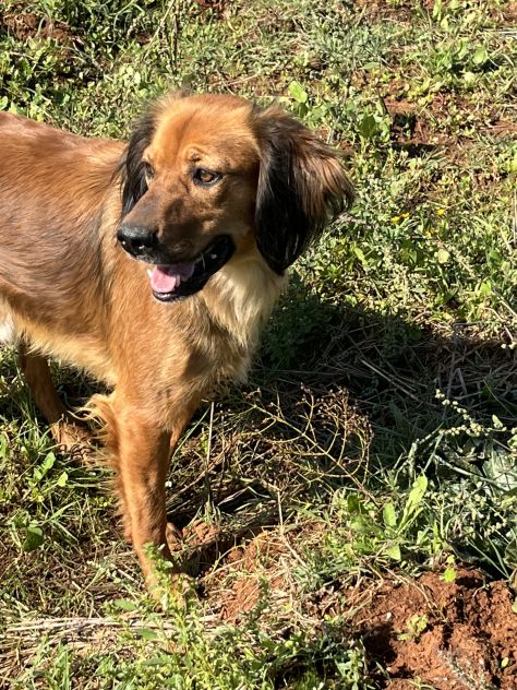 Aky un dolce e spiritoso cagnolino - Foto 3