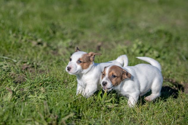 JACK RUSSELL CUCCIOLI BICOLOR - Foto 4