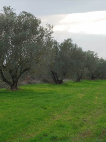 Vendita di terreno in strada Spiantacase, km 10 a Marta