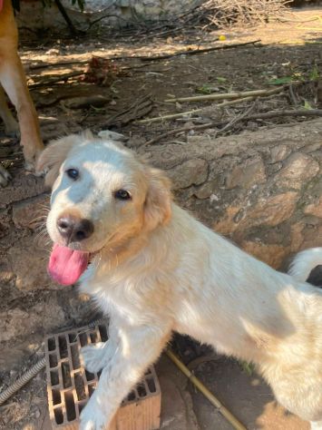 Nano cucciolo incrocio Golden Labrador - Foto 5