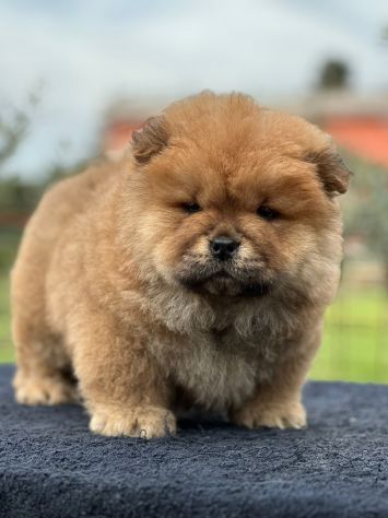 Chow chow - Foto 2