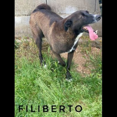 DOLCI GIOVIALI CAGNOLINI IN ADOZIONE - Foto 5
