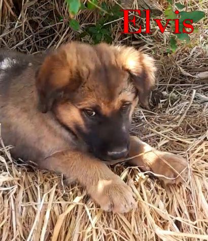 Locky ed Elvis bellissimi cuccioli taglia grande - Foto 2