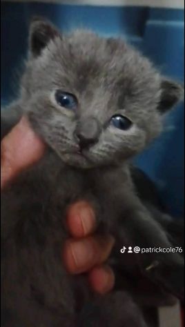 Cuccioli di CERTOSINO PURISSIMI - Foto 6