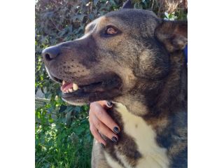 MILAGRO, cane buonissimo, abbandono estivo