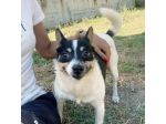 Pouf delizioso cagnolino in adozione taglia piccola