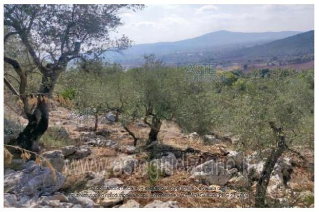IMMOBILI-ALTRA CATEGORIA-LOCALITA' MONTE COLLE VACCARA - Foto 3