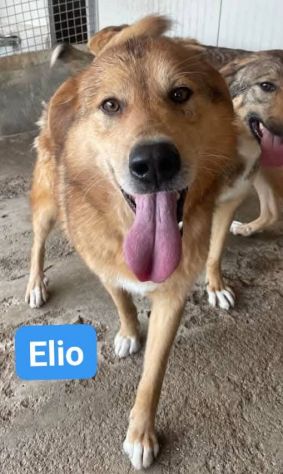 ELIO UN'OCCASIONE PER VIVERE, CANE IN ADOZIONE