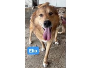 ELIO UN'OCCASIONE PER VIVERE, CANE IN ADOZIONE