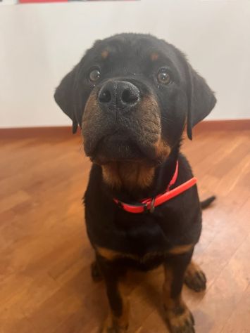 Cuccioli Rottweiler ultimo cucciolo PREZZO SPECIALE - Foto 3