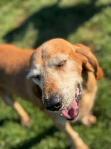 PLUTO simpatico segugio di coccole. CANE IN ADOZIONE tg media - Foto 3