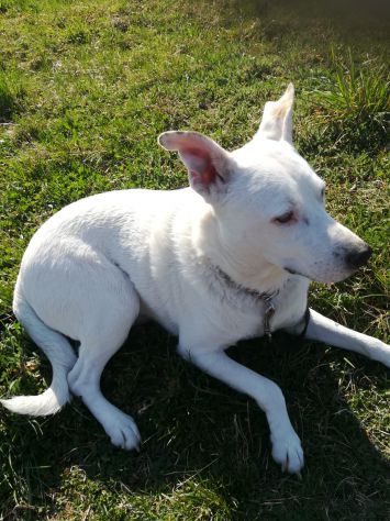 DYLAN, splendido ed equilibrato - Foto 5