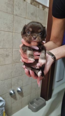 Vendesi cuccioli Chihuahua - Foto 5