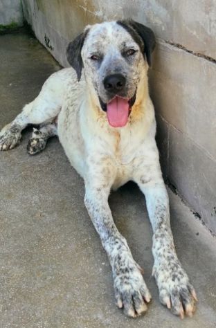 CANE IN ADOZIONE: JAGO nato nel marzo 2022 - Foto 4