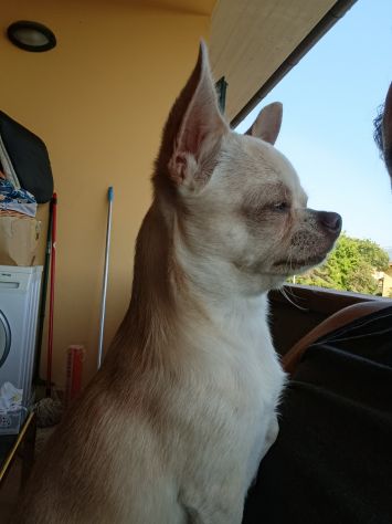 Chihuahua cerca cagnolina - Foto 6