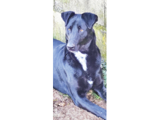 CANE IN ADOZIONE: ARON