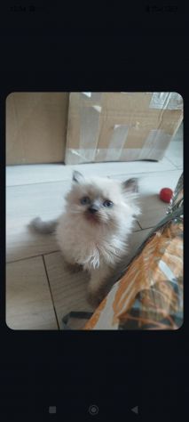 Gattina persiana in vendita di 3 mesi - Foto 3