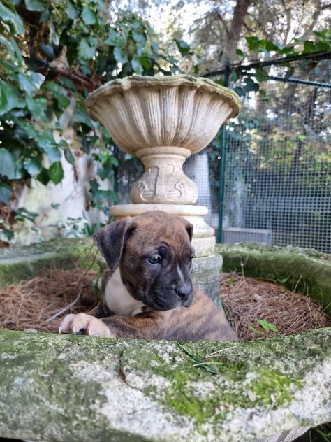 Allevamento Amstaff Pedigree ENCI - Foto 2