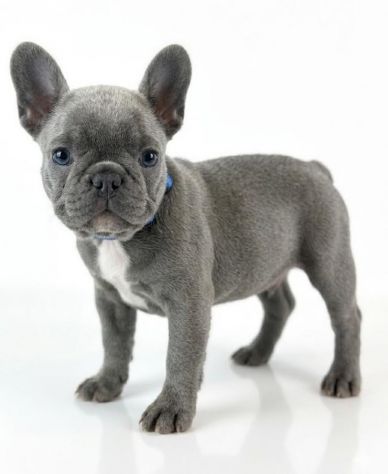 BOULEDOGUE FRANCESE - BULLDOG FRANCESE BLU cuccioli selezionati - Foto 2