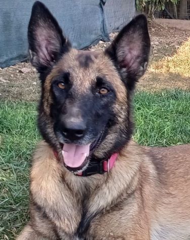 LAIKA, Pastore Belga Malinois, cerca casa (si trova a Mantova)