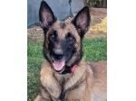 LAIKA, Pastore Belga Malinois, cerca casa (si trova a Mantova)