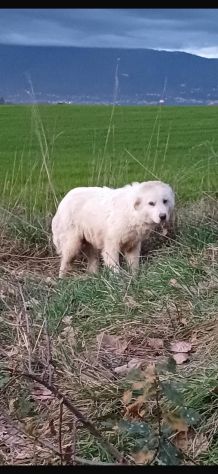 ADOZIONE URGENTISSIMA VIVE IN STRADA, CUCCIOLO IN ADOZIONE